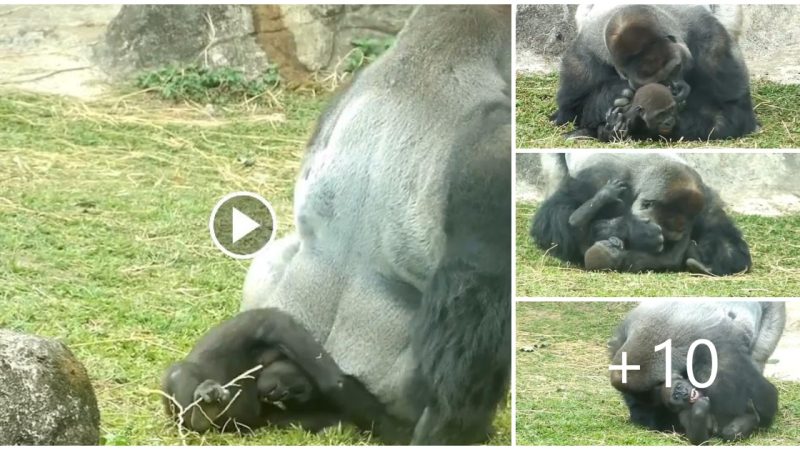 Very sweet interaction between cool gorilla family.