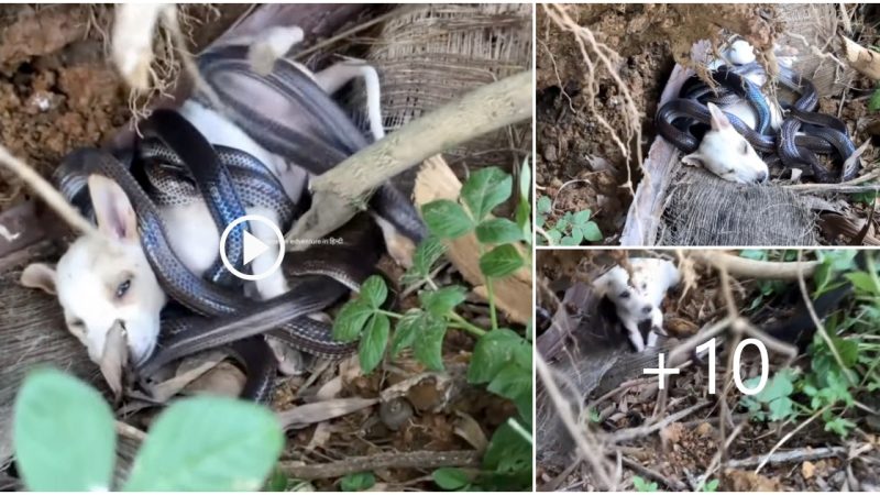 The brave dog saved its owner from the attack of a poisonous snake and it was in danger