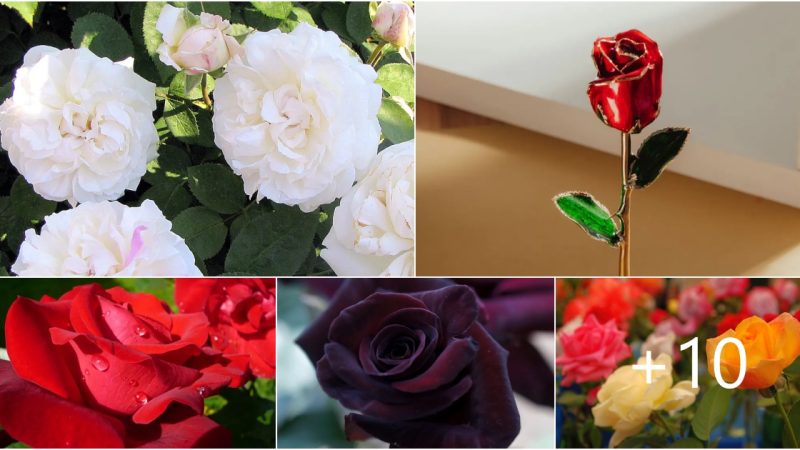 6 Most Beautiful Roses In The World