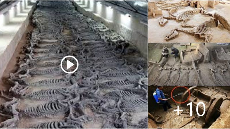 Archaeologists in China find 2,800-year old tomЬѕ surrounded by 28 chariots and 98 horses