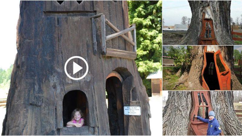 Discover the strange houses built under the tree in Poland