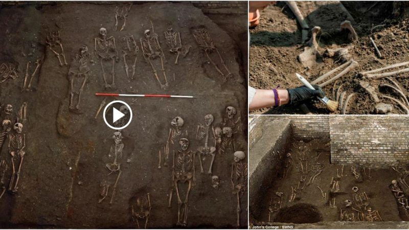 Seven medieval bones were uncovered on Holy Island, revealing stunning details about England’s past.