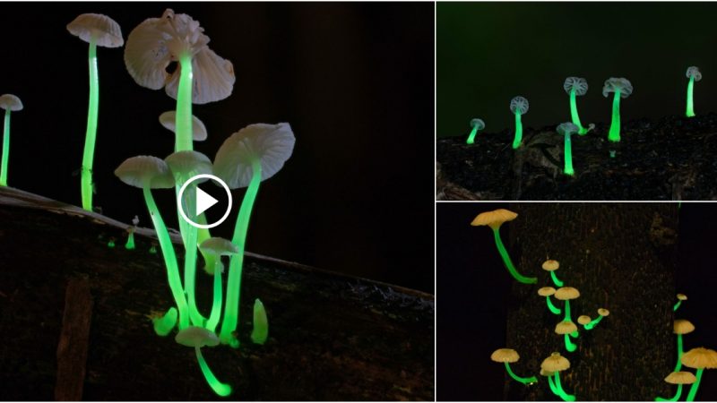 The distinguishing trait of a new bioluminescent fungus that permits it to light up the Meghalaya jungle.