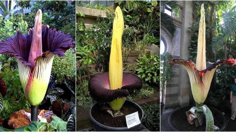 The World’s Largest Flower, Amorphophallus Titanium.