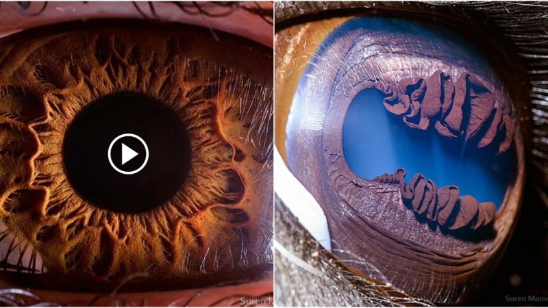 Photographer Suren Manvelyan With 35 Super Close-Ups of Animals’ Eyes.