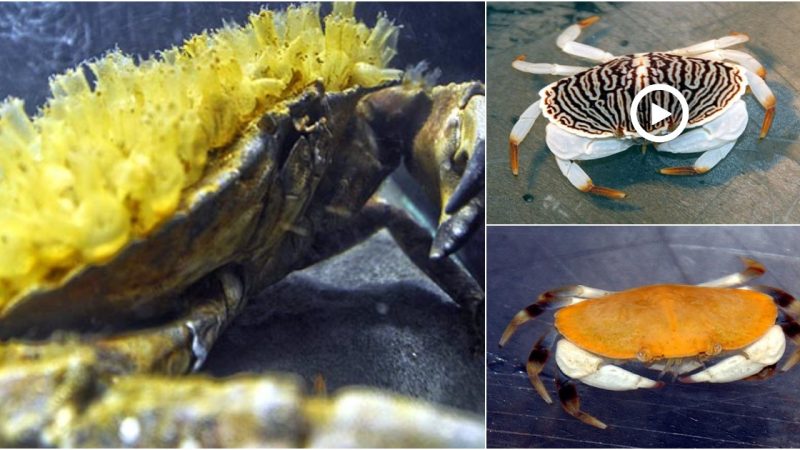 New Aquarium Creature Makes a Splash on N. Oregon Coast