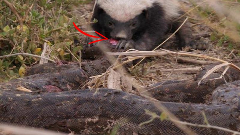 The Battle between the Honey Badger and the African Rock Python