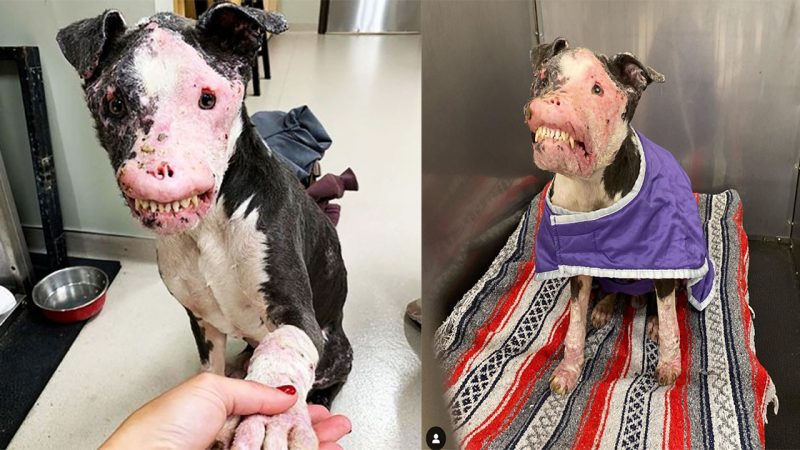 Rescue dog with autoimmune disease that proved beauty comes from within has sadly passed away