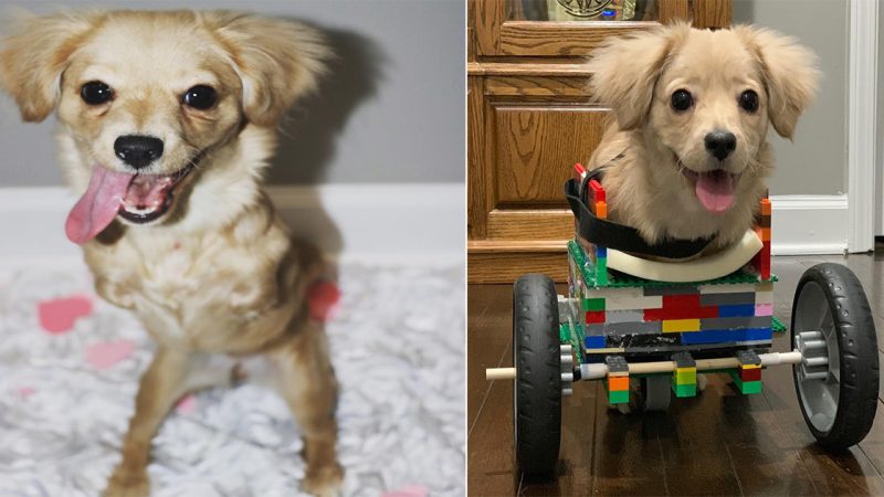 Abandoned puppy only has two legs, so a 12-year-old made her a wheelchair out of LEGO