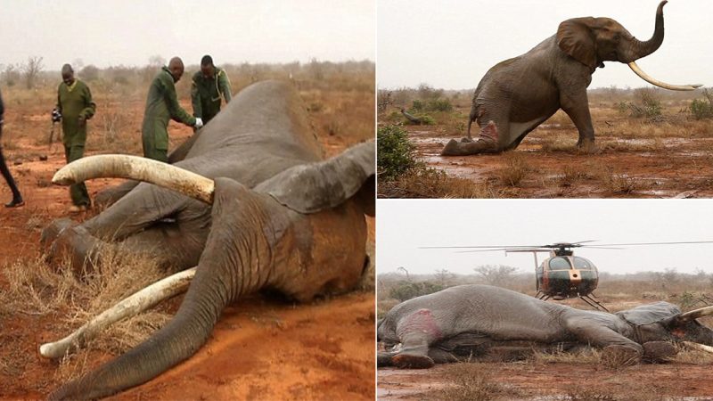 Saved from Poachers: Dying Elephant Shot with a Poisoned Arrow Recovers Thanks to Team of Heroic Vets in Kenya