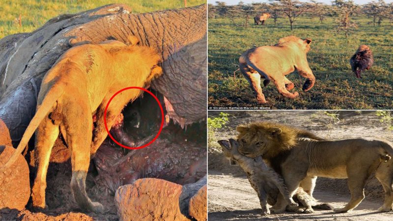 Hyena has the last laugh: Crafty scavenger hides out in carcass of elephant to throw lion off the scent