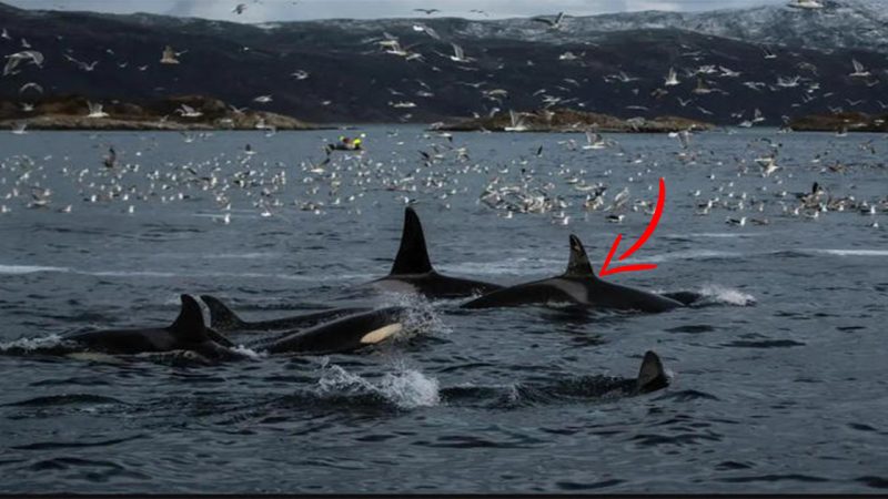 Killer Whales Attack Ships in Retaliation for Injured Leader