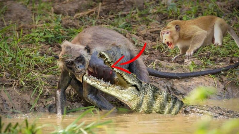 The Brave and United Monkeys Fighting Crocodiles