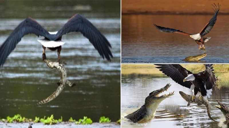 The Heart-Wrenching Tale of a Mother Crocodile Watching Her Newborn Snatched and Devoured by an Eagle