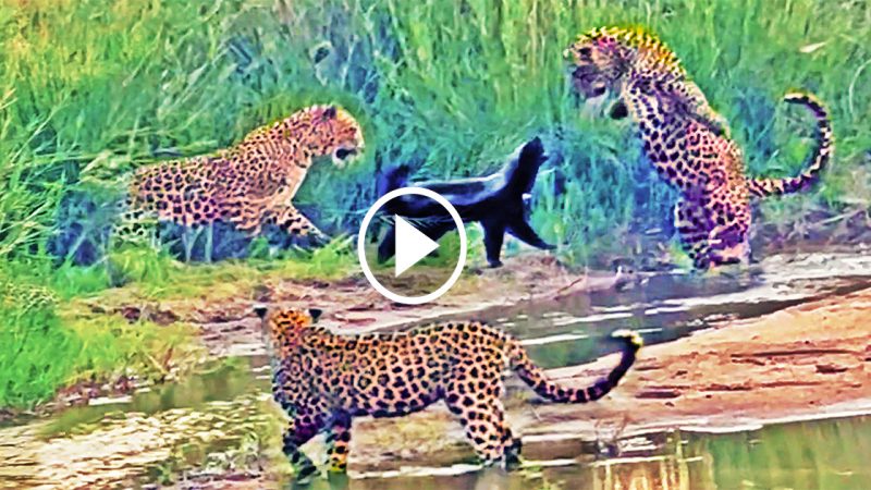 3 Leopards Have Epic Battle with Honey Badger