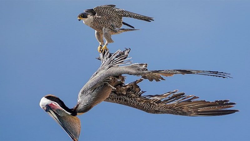 The bald eagle bravely attacked to protect the cubs from 2 pelicans