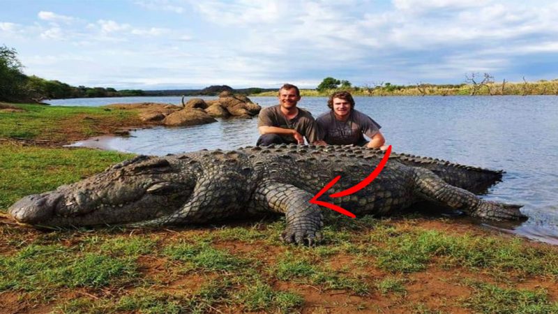 Mystery Surrounding Death of 5.4-Meter Giant Crocodile Solved after Autopsy