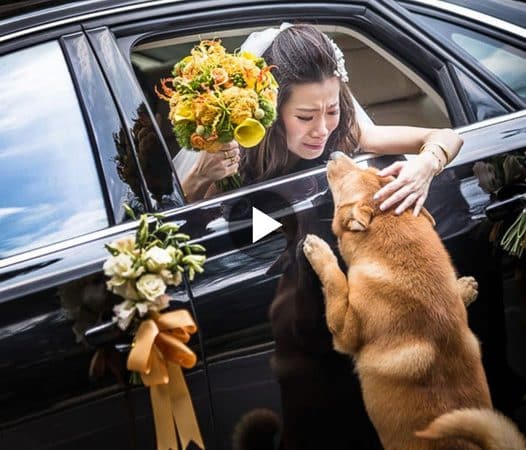 Unwavering Devotion: A Dog’s Exhausted Chase for One Last Glimpse of Beloved Owner, Symbolizing Unconditional Love