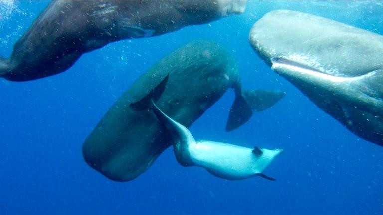 Sperm whales invite deformed bottlenose dolphin into their group after creature is rejected by its own kind