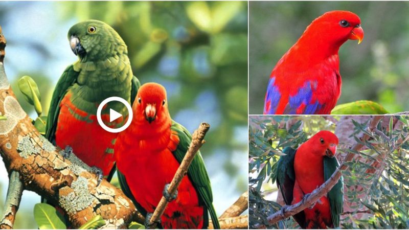 King parrot, male. SE Qld Australia.