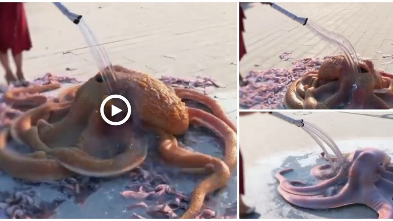 Once the old exoskeleton has been shed, the octopus will be left with a soft, vulnerable body (video)