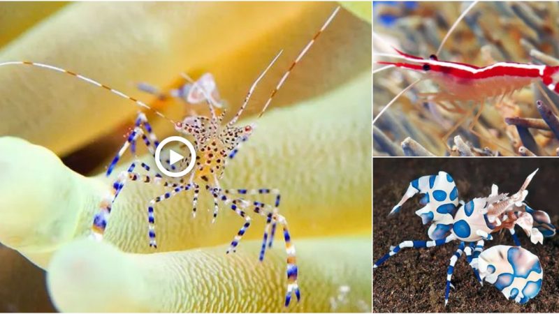 15 Beautiful Seawater Shrimps