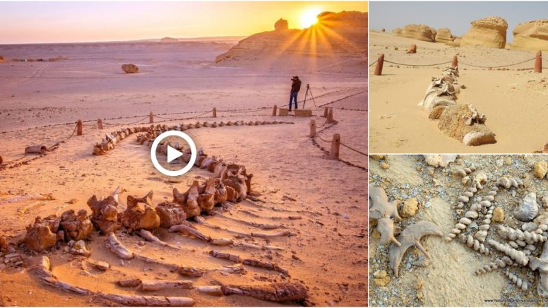 The Valley of Whale, which dates back millions of years, is located in the center of Egypt’s desert. Ancient ascetic houses are arriving