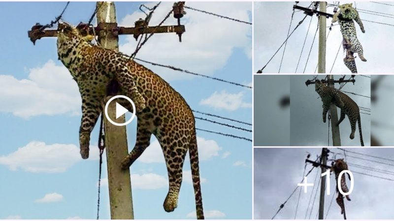 The Leopard’s Escape Attempt: An Unfortunate Surprise on the Electric Pole