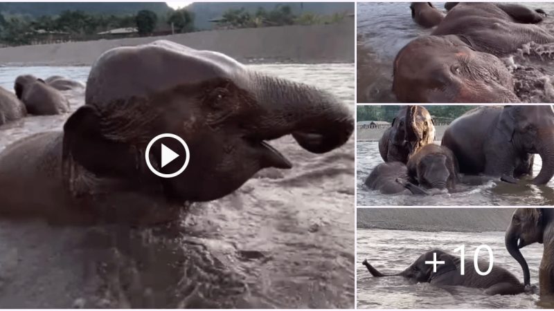 Solidarity! Baby elephant drowns when crossing the river, the whole herd turns to find a way to reѕсᴜe