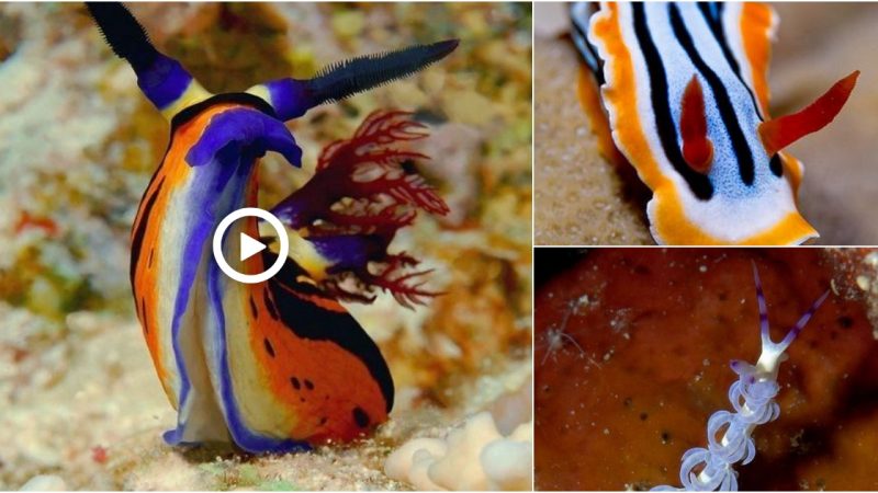 Discovering the Delicate Beauty of Sea Snails with Dual Antennae