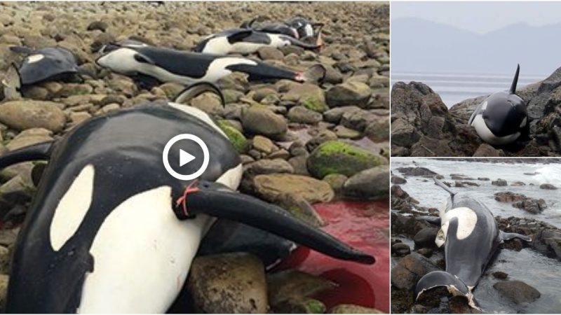 A pod of nine killer whales is stranded on an isolated beach in Te Waewae Bay in western Southland