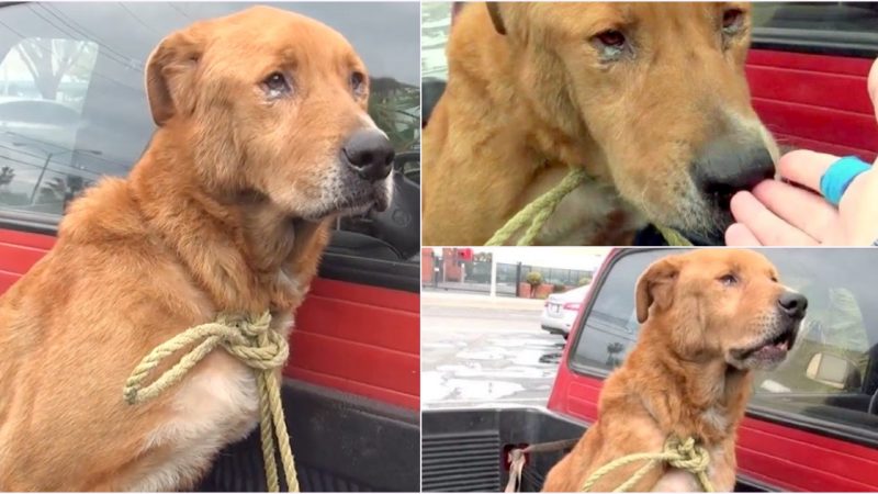 Hope Illuminated: Abandoned Senior Dog’s 3-Year Loneliness and Despair Turns to Tears of Joy with Rescue Team’s Help.