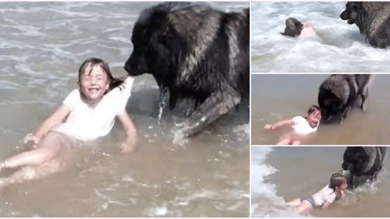 Touching, this four-legged lifeguard into action now!