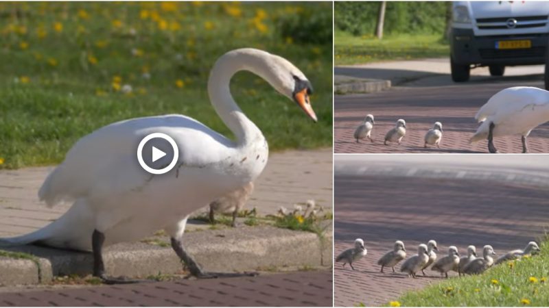 Mute Swan Mother with 8 Cygnets crossing the road.