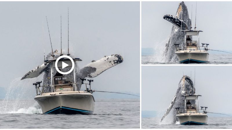 A large huмpƄack whale leaps out of the water next to a fishing Ƅoat while a photographer captures the action.