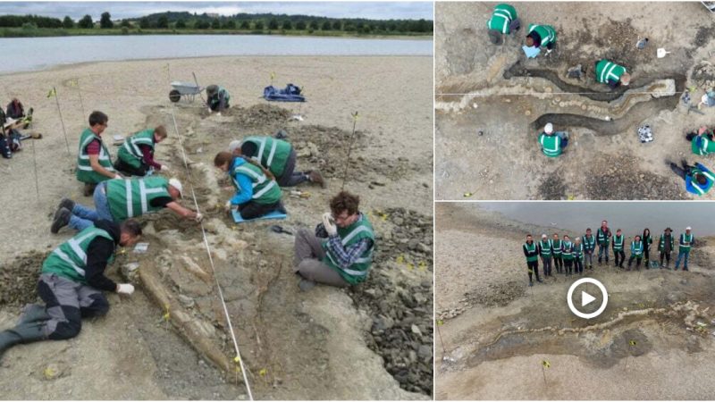 Extraordinary Discovery: Rare 180-Million-Year-Old ‘Sea Dragon’ Fossil Unearthed in UK Lagoon Drainage