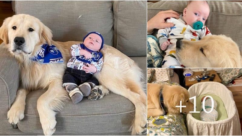 Melted Hearts: A Dog’s Endearing Affection for a 1-Year-Old Pal Touches Souls