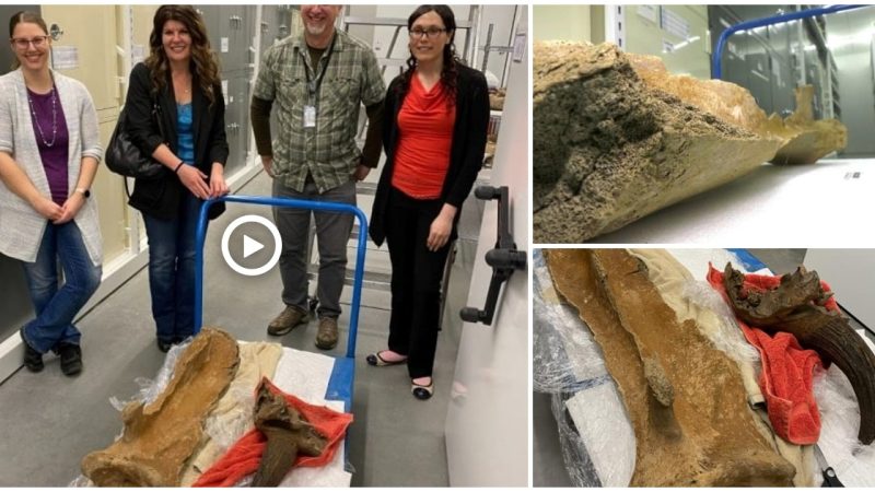 Ice Age Mammoth Bone found by Alberta woman out walking her dogs