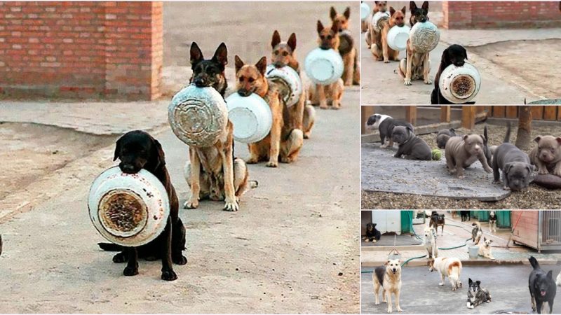 Heartwarming Scene: Dogs Form Queue with Bowls, Waiting for Their Turn to Eat, Amazing Spectators