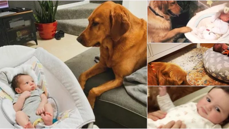 The loving eyes when the dog and the newborn baby saw each other for the first time made many hearts flutter because of their love.