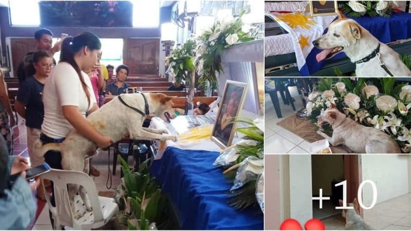 A Touching Display of Grief: Dog’s Tears Shed at Owner’s Coffin