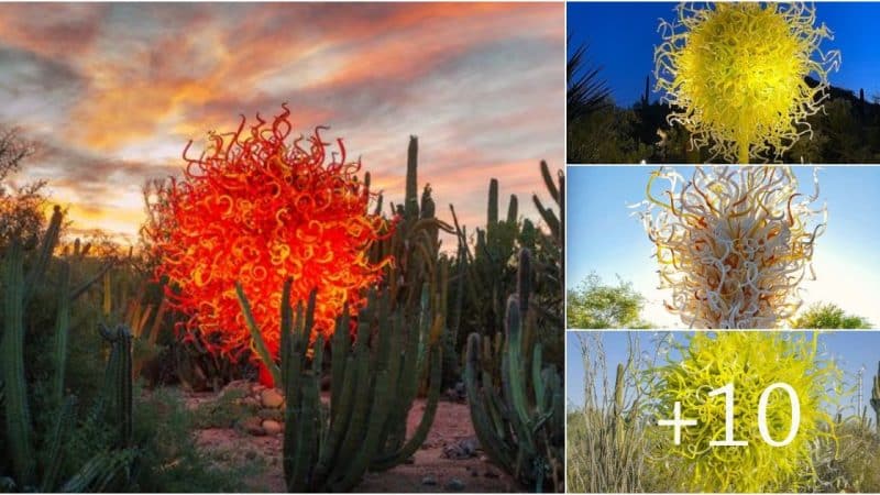 The Enchanting Beauty of Desert Flowers: Witness Nature’s Resilience in the Arid Wilderness