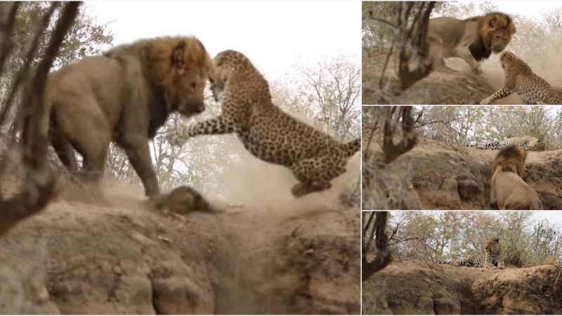 The Terrifying Encounter: Male Leopard vs Male Lion in Battle for Survival!