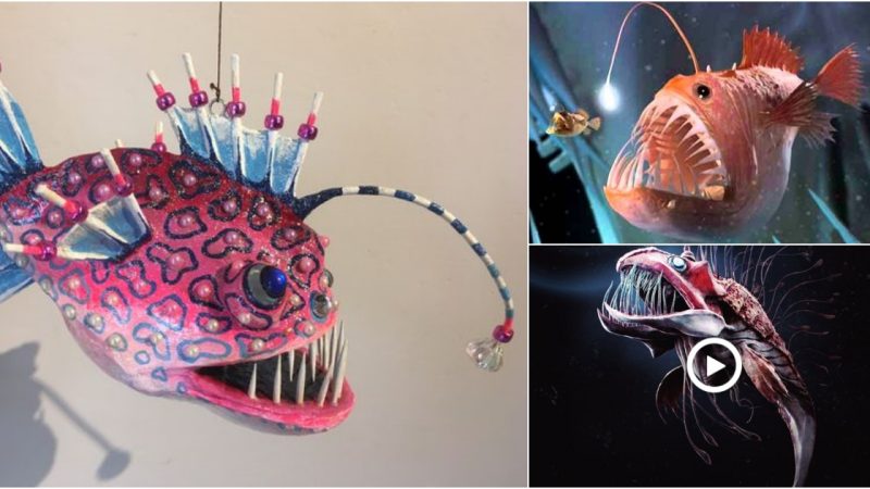 The Enigmatic World of Anglerfish: Masters of Deep-Sea Adaptation