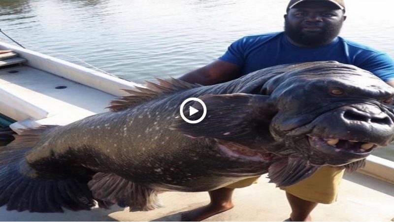 Fisherman caught a giant ape-faced fish weighing nearly 400 pounds on the Calibe peninsula, surprising everyone (video)