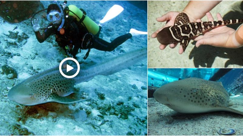 Zebra shark surprises scientists by giving birth without male