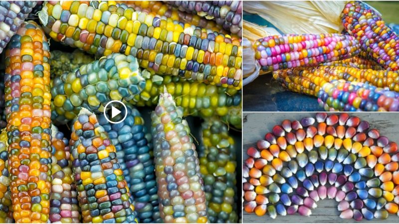 The World’s Most Beautiful Corn: The Origin of Glass Gem.