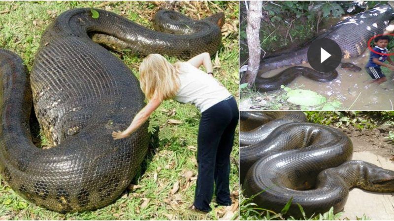 In An Giang, a strange snake measuring 300-400 kg was discovered.