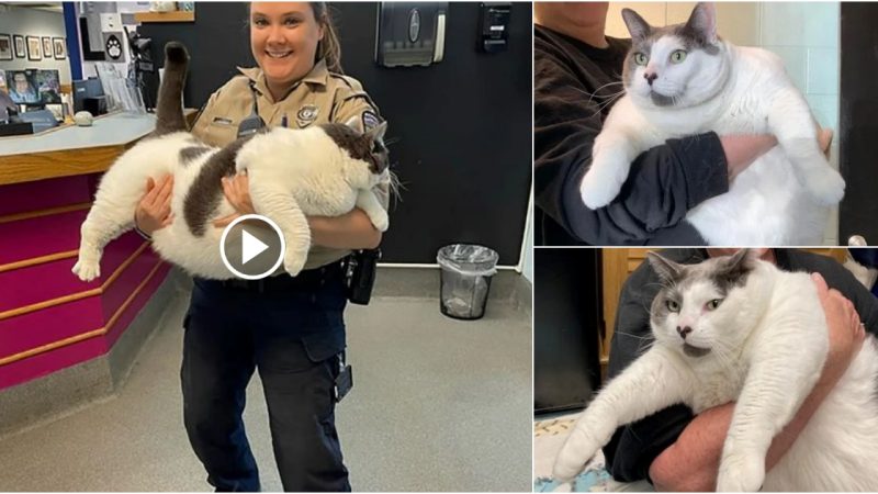 Say hello to Patches, the cat who weighs as much as a four-year-old.