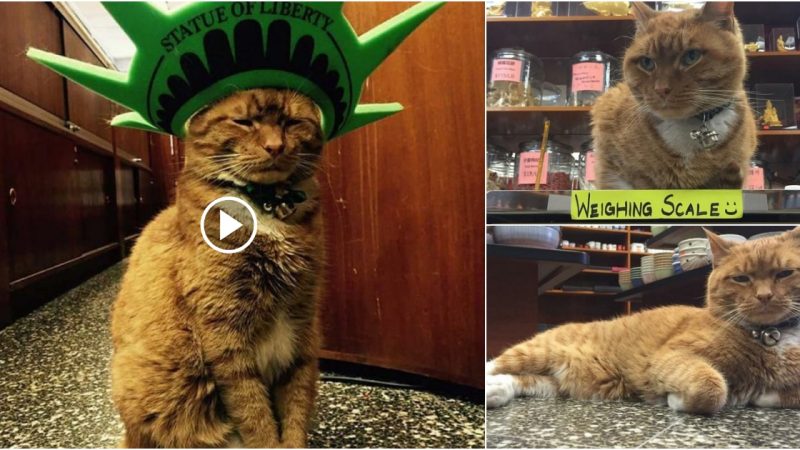 This “Hardworking” Cat Spent The Past 12 Years Running A Shop Until He Found His Forever Family.